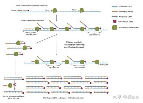 单细胞全基因组测序完整解决方案出炉啦！ 知乎