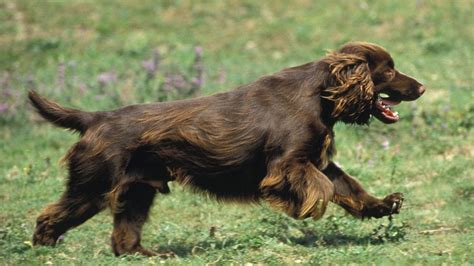 Field Spaniel 101: A Comprehensive Guide to an Underrated Breed ...