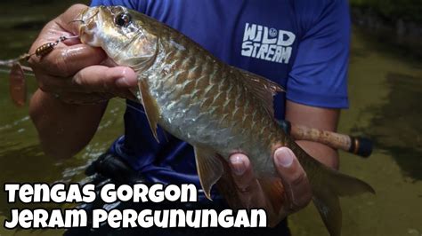 Mountain Stream Fishing Misi Memburu Tengas YouTube