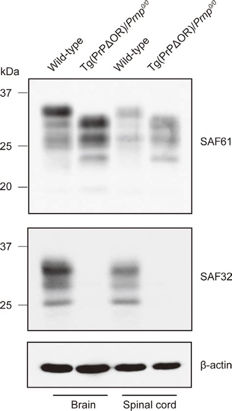 Figure 1 From Biological And Biochemical Characterization Of Mice