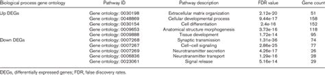 Biological Process Gene Ontology Analysis For Up And Down Degs Download Scientific Diagram