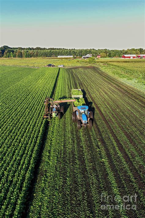 Celery Farming Photograph By Jim Westscience Photo Library Fine Art