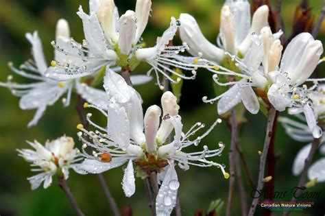Canadian Nature Visions White Rhodora