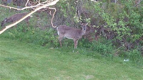 Pescando Y La Familia De Venado Llego One Of A Kind The Deer Show