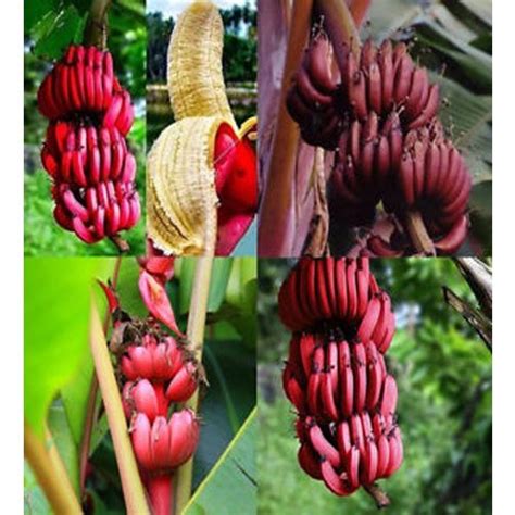 Full Sun Exposure Red Banana Plant, For Fruits at Rs 60/plant in Pune | ID: 20623799212