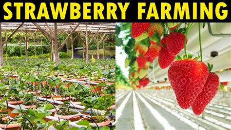 Strawberry Farming Strawberry Harvesting And Processing Modern