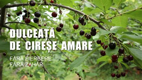 Dulcea De Cirese Amare F R Zah R I F R Fierbere Youtube