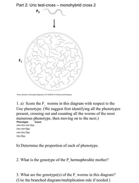 Solved phenotypes in C. elegans The C. elegans genome has | Chegg.com