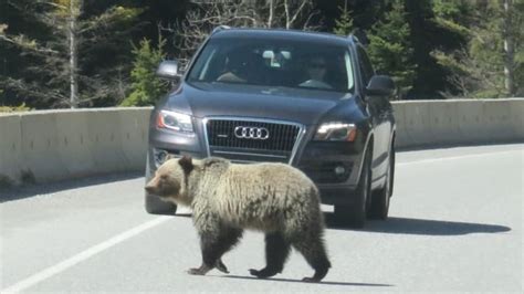 Grizzly Bear Suffered For Days After Being Hit By Vehicle In Banff National Park Cbc News