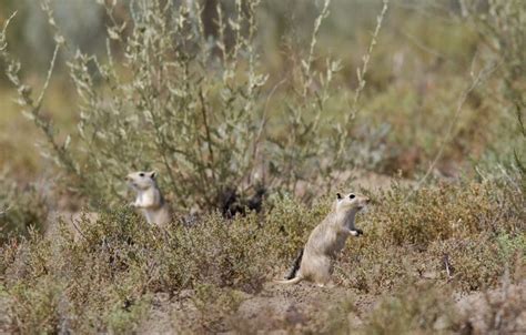 European souslik - Spermophilus citellus - (Linnaeus, 1766)