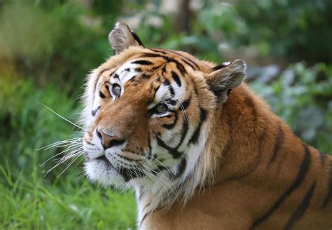 Tiger In Der Obhut Von Vier Pfoten Vier Pfoten In Der Schweiz