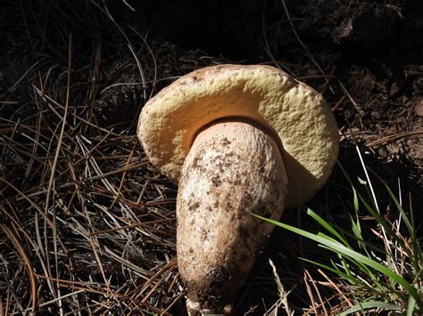 Barrow S Bolete From Riverside County CA USA On September 1 2022 At