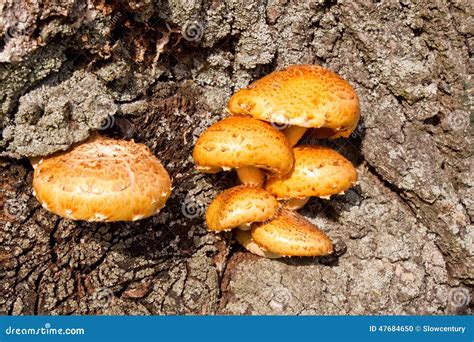 Yellow Mushrooms On A Tree Stock Photo Image Of Close