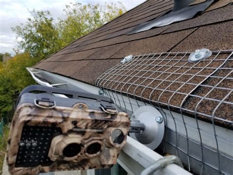 Squirrel Removal Attic Keswick October 2018 Sia Wildlife Control Inc