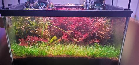 High Lightco2 Plants Colors Ammannia Golden Rotala Blood Red Sg