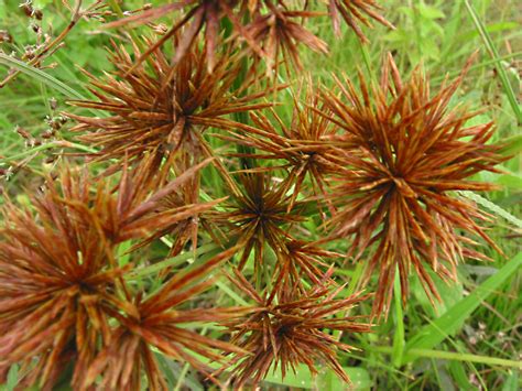 Cyperus Compactus Cyperaceae