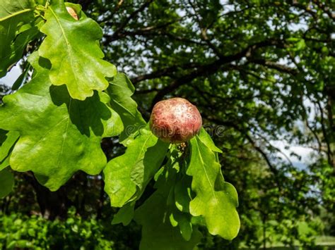 Young Gall Of Gall Wasp Biorhiza Pallida On English Oak Quercus