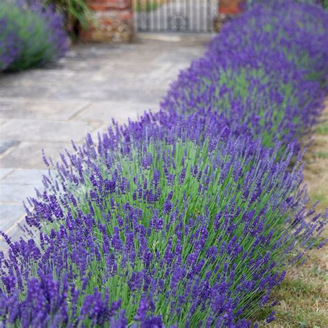 Lavandula Angustifolia Hidcote Blue