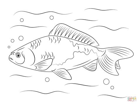 Kumpulan Mewarnai Sketsa Gambar Ikan Mas Koki Desain Interior Exterior