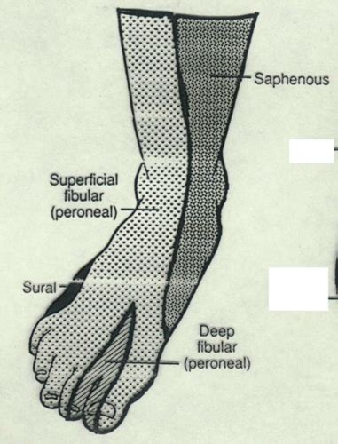 Nerves And Blood Vessels Lower Leg Ankle Foot Flashcards Quizlet