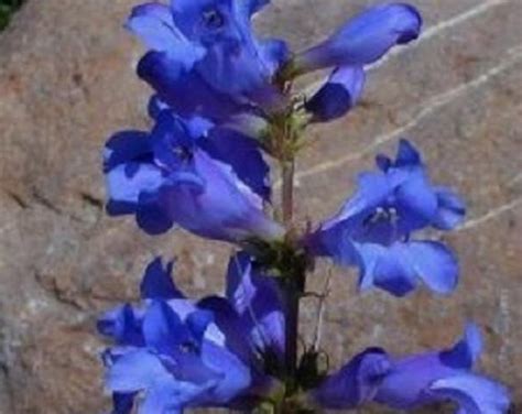 Penstemon Pink Flower Seeds - Etsy