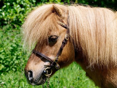 Shetland Pony Head Shot — Stock Photo #38520597