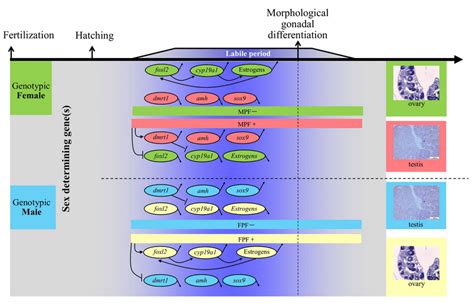 General Schematic Diagram Of Molecular Players Involved In Sex