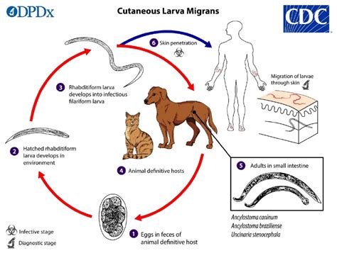 Larva Migrans Bicho Geogr Fico Mind Map