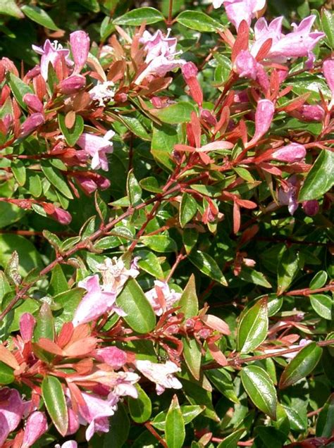 Glossy Abelia Planting Pruning And Advice On Caring For It