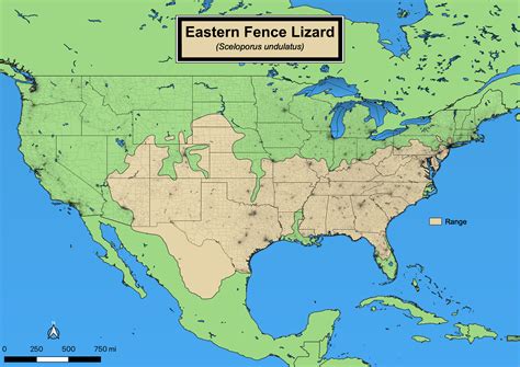 Eastern Fence Lizard - eMuseum of Natural History