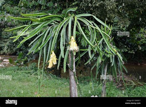 Fruit Du Dragon Ou Pitahaya Cactus Ou Hylocereus Undatus Avec Fleurs Et