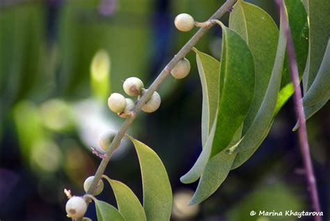 Trees of Tropical Asia - Olax