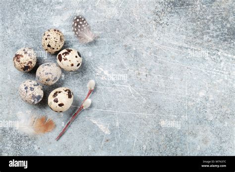 Quails Eggs And Pussy Willow Easter Greeting Card Top View With Space For Your Greetings Stock