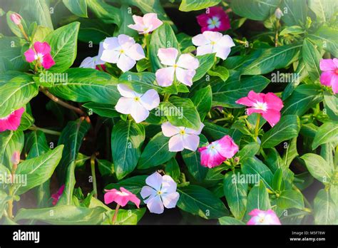 White Catharanthus Roseus Commonly Known As The Madagascar Periwinkle