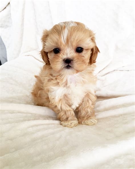 Morkie Puppies for sale - Pumpkin! - iHeartTeacups