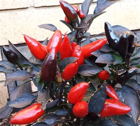 Ebony Fire A Very Hot Eye Catching Beautiful Chilli Seeds Rahi SeedBank
