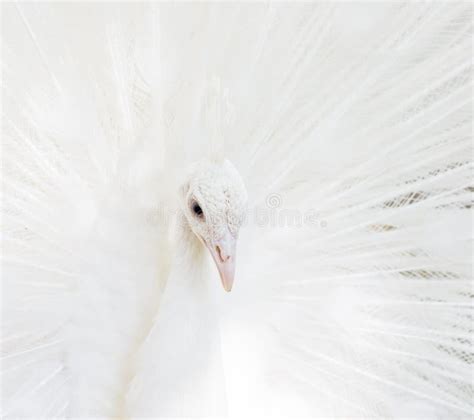 Beautiful White Peacock with Feathers Out Stock Image - Image of head ...