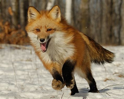 The Red Fox Animal Basic Facts And New Photographs Animals Lover