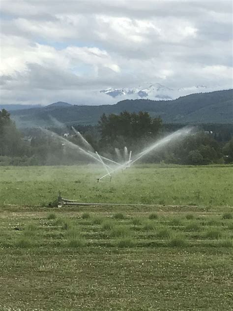 Rain Shadow Lavender Farm Hipcamp In Sequim Washington