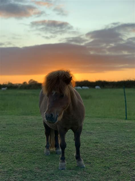 Shetland Pony Pictures | Download Free Images on Unsplash