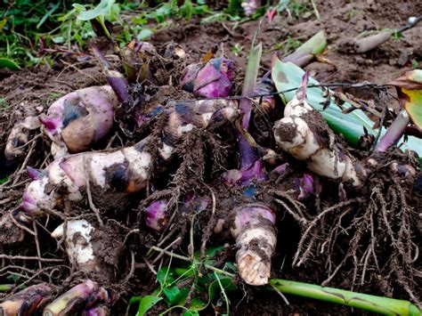 Wintering Canna Bulbs How To Store Canna Bulbs Gardening Know How