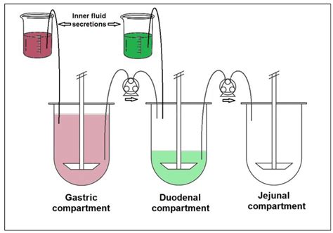 Pharmaceutics Free Full Text Multi Compartmental Dissolution Method