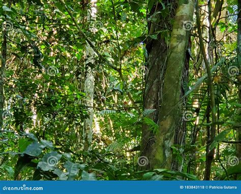 Jungle Vines Nature Tropical Amazon Stock Photo Image Of Amazon