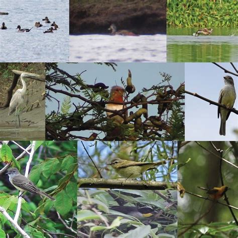 New Country Records For Ecuador A Northern Pintail Anas Acuta Z