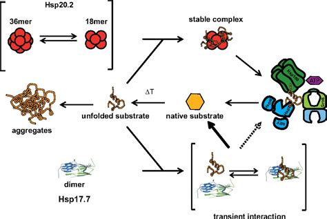 Alternative Bacterial Two Component Small Heat Shock Protein Systems Pnas