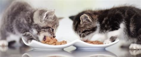 Чем кормить котенка - продукты и рацион