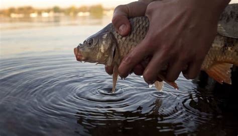 How To Make Carp Bait 6 Easy Recipes To Try Cast And Spear