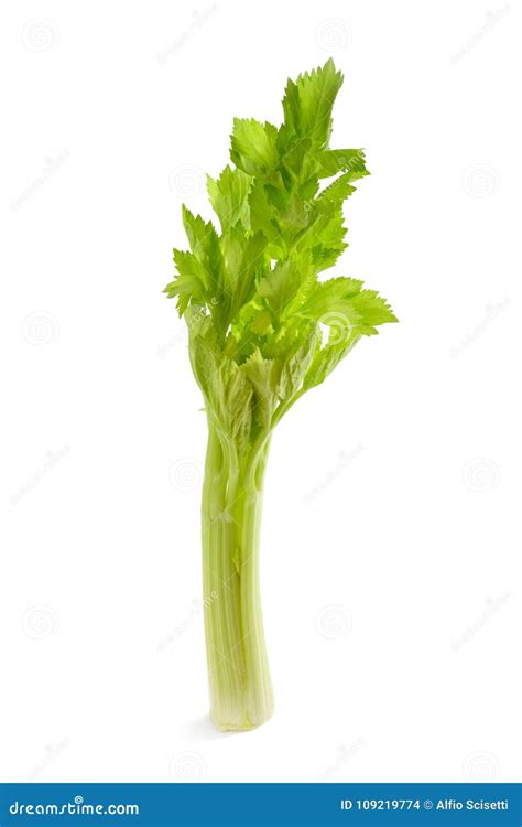 Fresh celery stalk stock photo. Image of stalk, isolated - 109219774