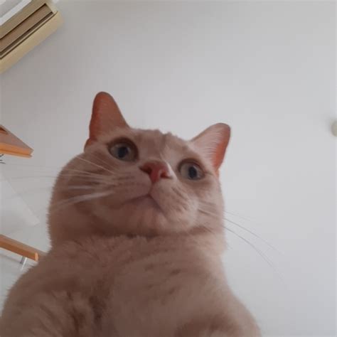 Cat Snaps Cat Selfie R Catsnapsapp