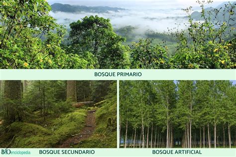 14 Tipos De Bosques Guía Completa